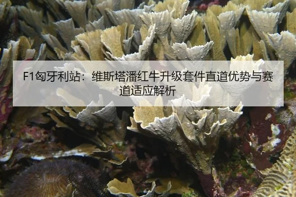 xiong-ya-li-zhan-wei-si-ta-pan-hong-niu-sheng-ji-tao-jian-zhi-dao-you-shi-yu-sai-dao-shi-ying-jie-xi-3-777.jpg