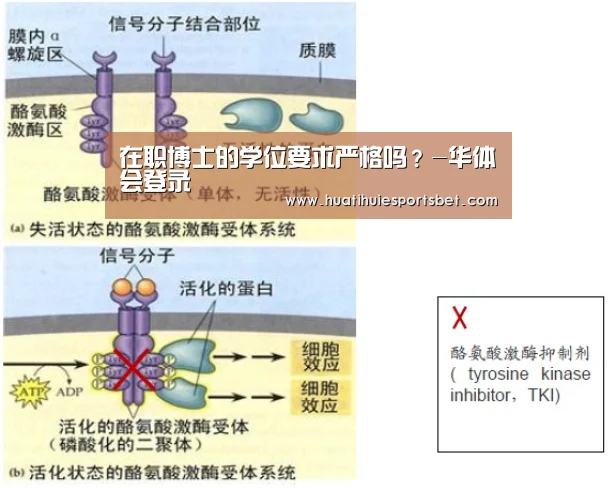 在职博士的学位要求严格吗?-华体会登录(图2) 华体会竞猜
