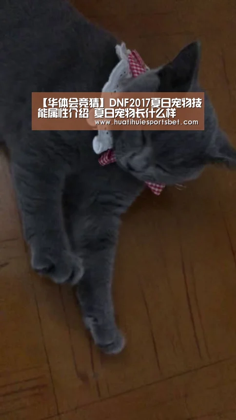 【华体会竞猜】DNF2017夏日宠物技能属性介绍 夏日宠物长什么样